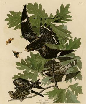John James Audubon : Night hawk